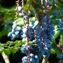 Mahonia x media 'Winter Sun' fruits detail
